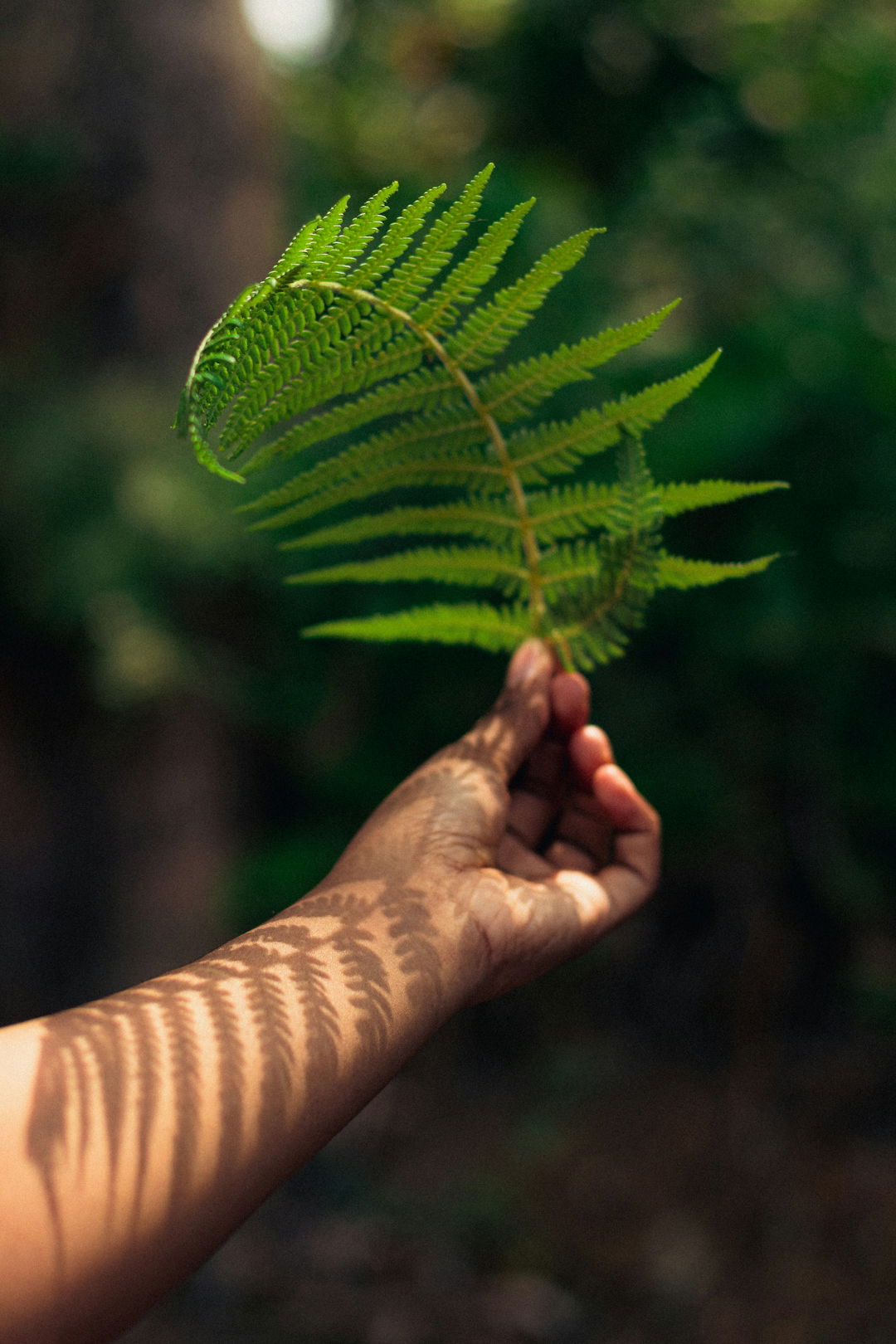 A person holding a green leaf in their hand